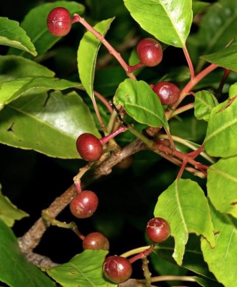 Pygeum